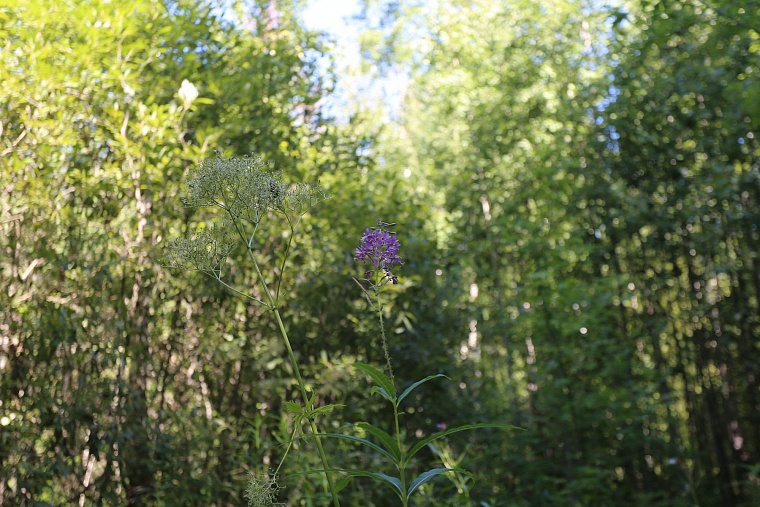 Затюменский: что ждет тюменцев в самом большом экопарке города