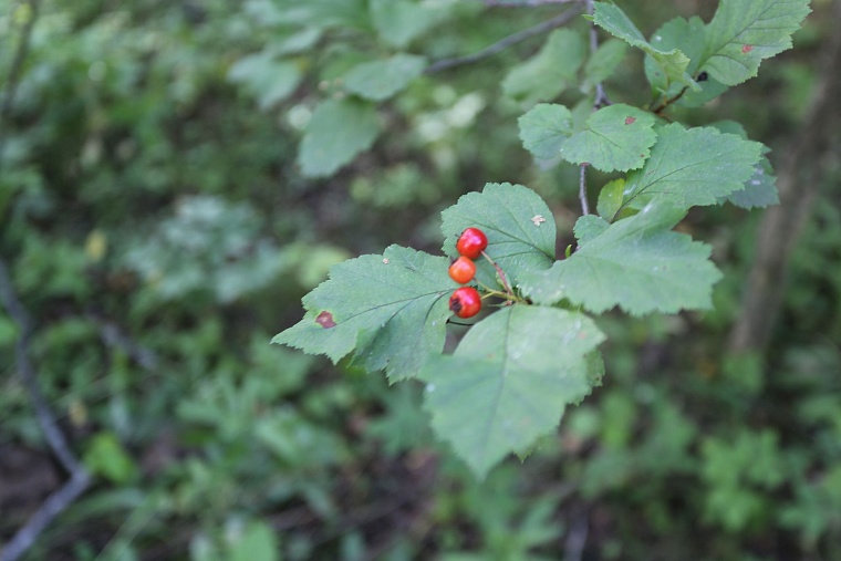 Затюменский: что ждет тюменцев в самом большом экопарке города
