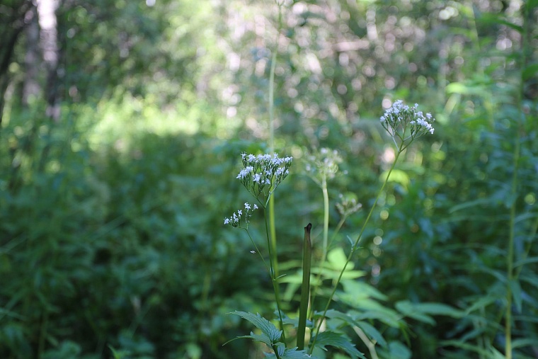 Затюменский: что ждет тюменцев в самом большом экопарке города