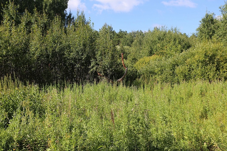 Затюменский: что ждет тюменцев в самом большом экопарке города