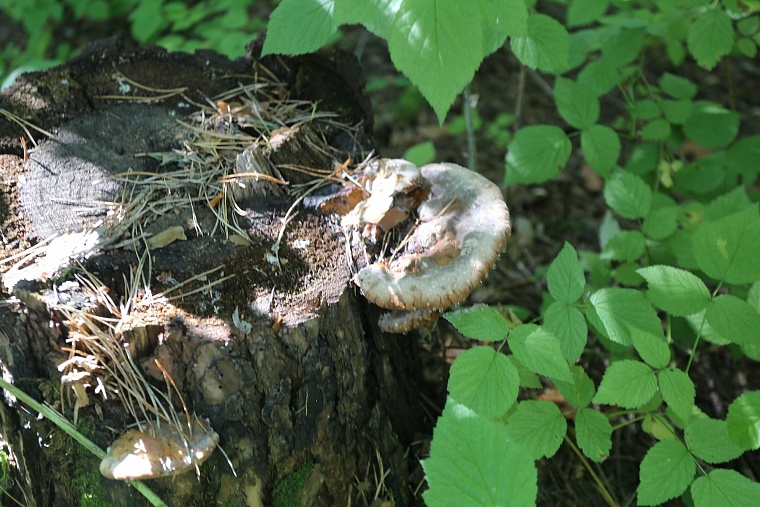 Затюменский: что ждет тюменцев в самом большом экопарке города