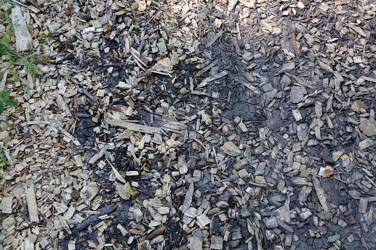 Затюменский: что ждет тюменцев в самом большом экопарке города