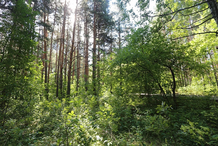 Затюменский: что ждет тюменцев в самом большом экопарке города