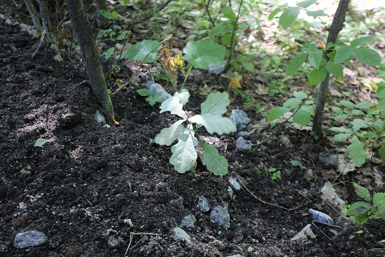 Затюменский: что ждет тюменцев в самом большом экопарке города