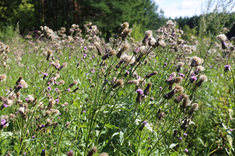 Затюменский: что ждет тюменцев в самом большом экопарке города