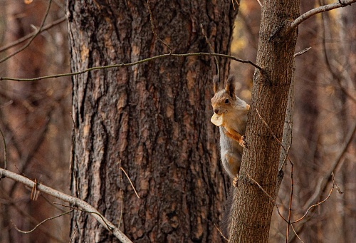 Тюменцы бьют тревогу - в Гилёвской роще пропали белки