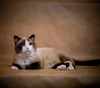 Самый старый кот в России по кличке Дашун скончался в Тюмени