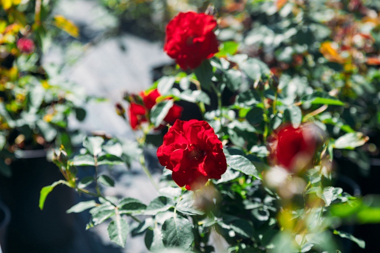 Идеи для городских пространств Тюмени подскажет AstraGarden