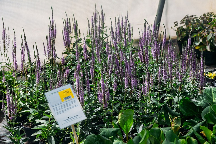 Идеи для городских пространств Тюмени подскажет AstraGarden