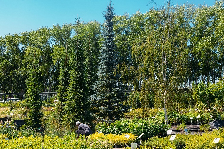 Идеи для городских пространств Тюмени подскажет AstraGarden