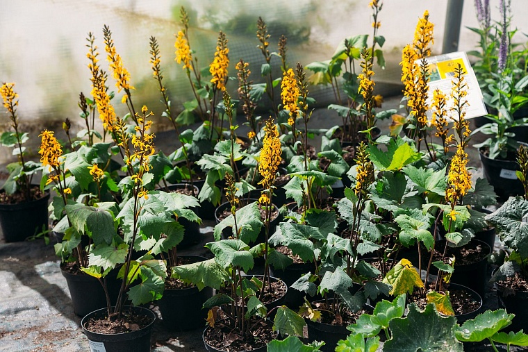 Идеи для городских пространств Тюмени подскажет AstraGarden