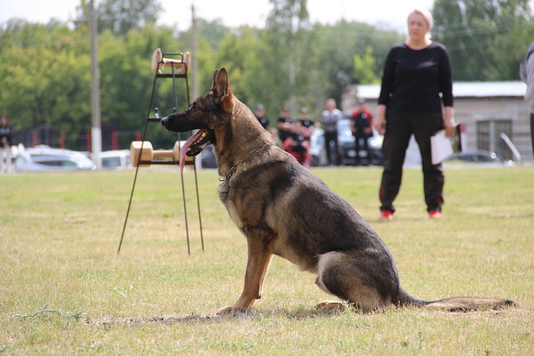 В Тюмени в выходные пройдет чемпионат по спортивно-прикладному собаководству