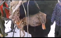 На пруду Южном в Тюмени спасли замерзающую утку