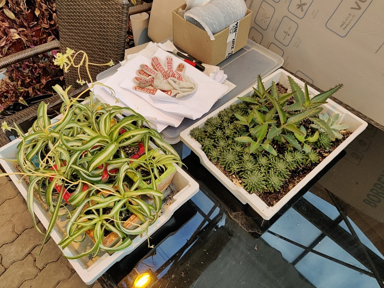 Что тут только ни растет