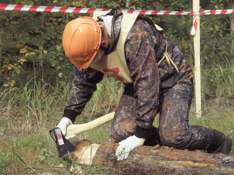 В Тюменской области выберут лучшее лесничество
