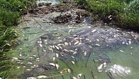 Специалисты назвали причину гибели рыбы на озере Андреевском