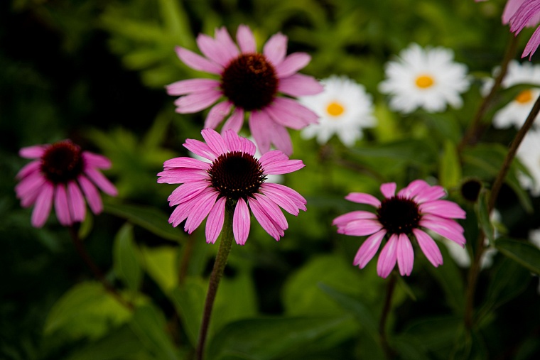 Народные приметы: паук плетет паутину - погода будет сухой и ясной