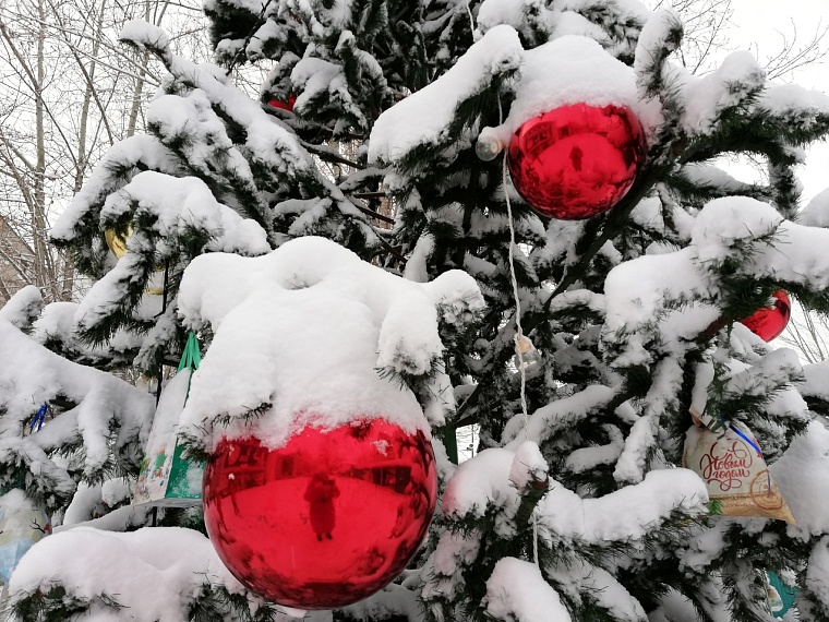 Живая или искусственная? Специалисты Роспотребнадзора дали рекомендации по выбору елки на Новый год
