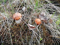 В лесах под Тюменью корзинами собирают подберезовики и маслята