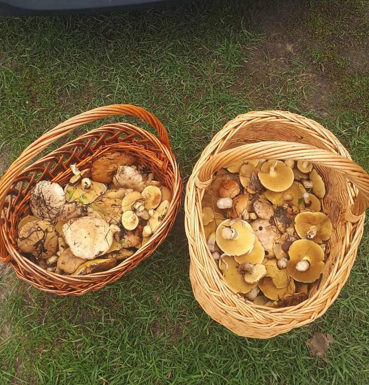 В лесах под Тюменью корзинами собирают подберезовики и маслята