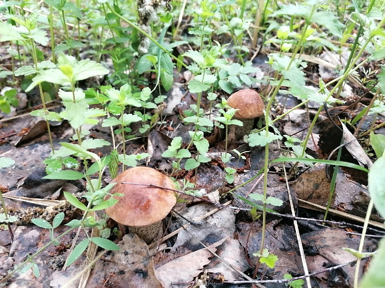 В лесах под Тюменью корзинами собирают подберезовики и маслята