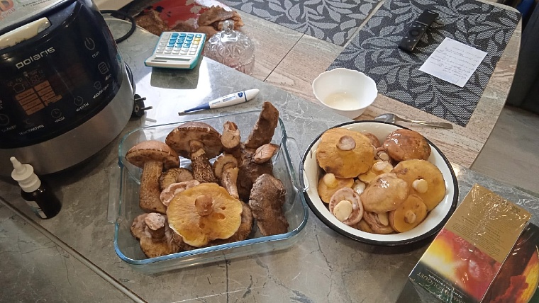 В лесах под Тюменью корзинами собирают подберезовики и маслята