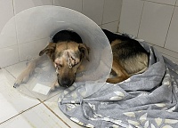 Изрубленному топором псу Оскару сняли дренаж и швы