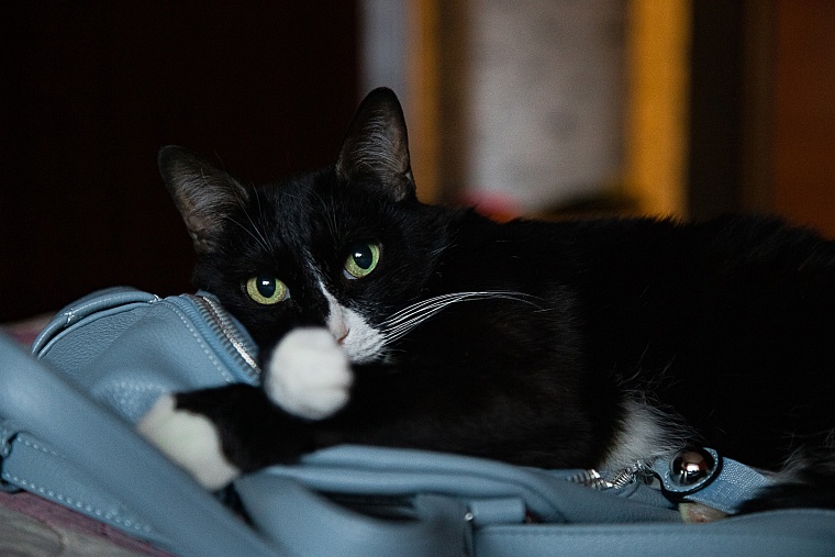 Что делать, если питомец проглотил мишуру или новогодний дождик