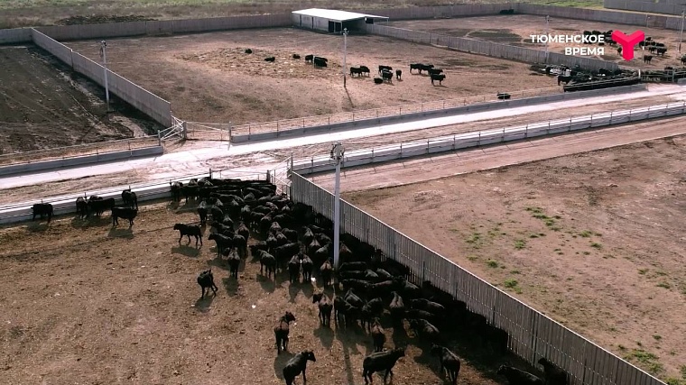 Усадьба Кузнецовых, святой источник, мраморная говядина: чем прославился Юргинский район