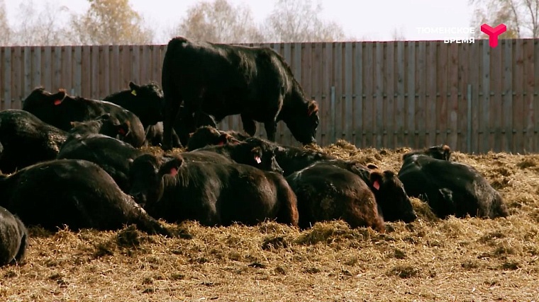 Усадьба Кузнецовых, святой источник, мраморная говядина: чем прославился Юргинский район