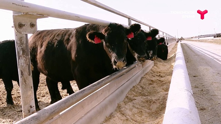 Усадьба Кузнецовых, святой источник, мраморная говядина: чем прославился Юргинский район