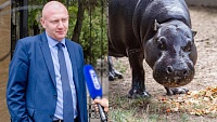 В зоопарке Ростова-на-Дону отметили два дня рождения - директора и бегемота