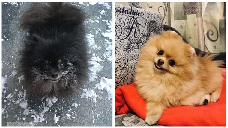 Няня для Барбоса