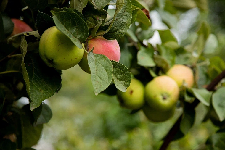 Как дать отпор гусеницам на садовом участке