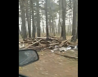 Лес в районе Тараскуля под Тюменью превратили в свалку