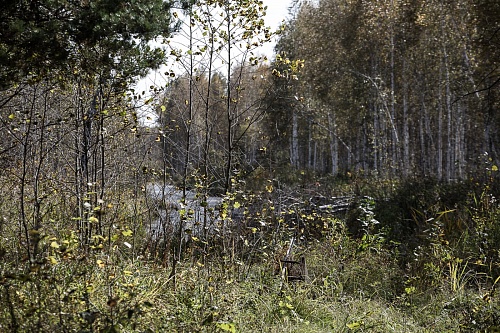 Какой валежник тюменцам можно собирать в лесу