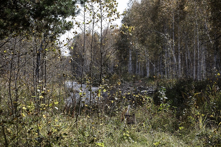 Какой валежник тюменцам можно собирать в лесу