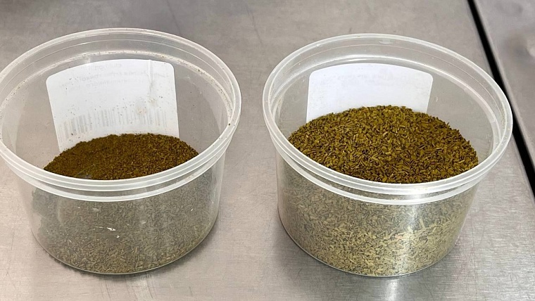 Тюменские студенты разработали рецепт хвойной муки