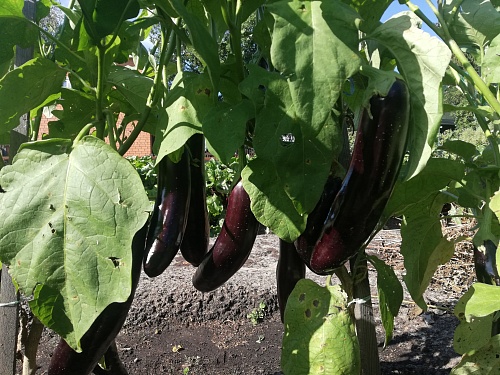 Эксперт рассказала, как правильно сажать баклажаны, чтобы получить хороший урожай