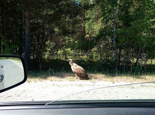 В тюменском лесу поселился белоголовый сип
