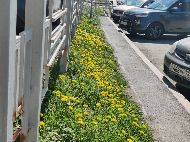 В Тюмени вчера прошло празднование Дня Победы. Как это было — в нашем фотоотчете