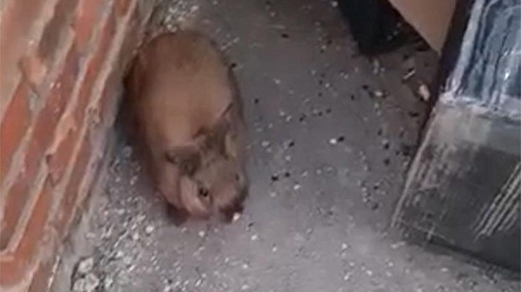 В Новом Уренгое на помойке нашли декоративных кроликов