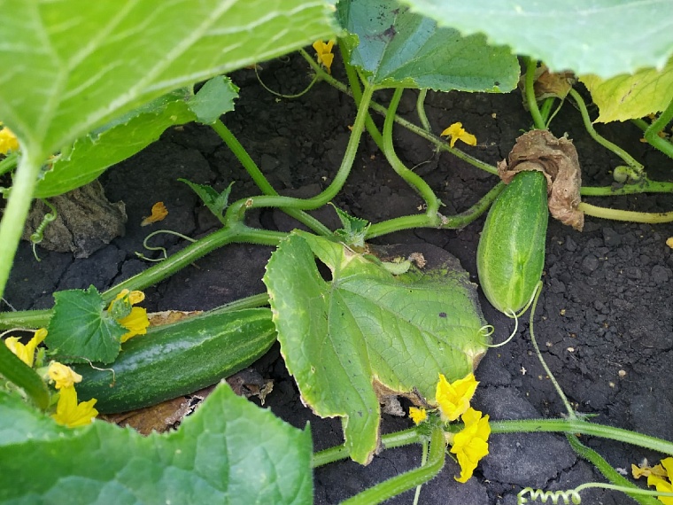 Тюменская дачница рассказала, как вырастить рассаду огурцов