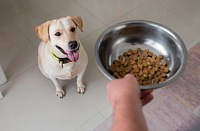 Как отучить пса воровать еду со стола