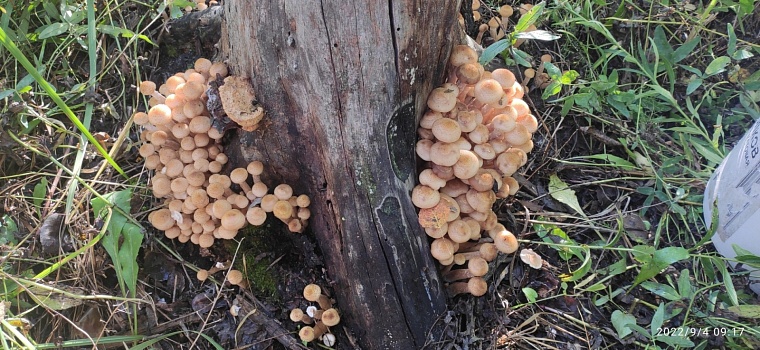 Под Тюменью грибники собирают опята вёдрами