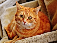 Против российских котов и кошек ввели санкции