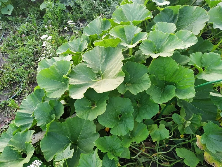 Опытная дачница назвала сорта арбузов и дынь, подходящие для тюменского климата