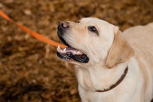 В одной из деревень Омутинского района введен карантин по бешенству животных