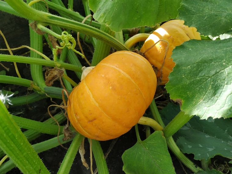 Народные приметы на 21 сентября: Пречистая - вторая встреча осени