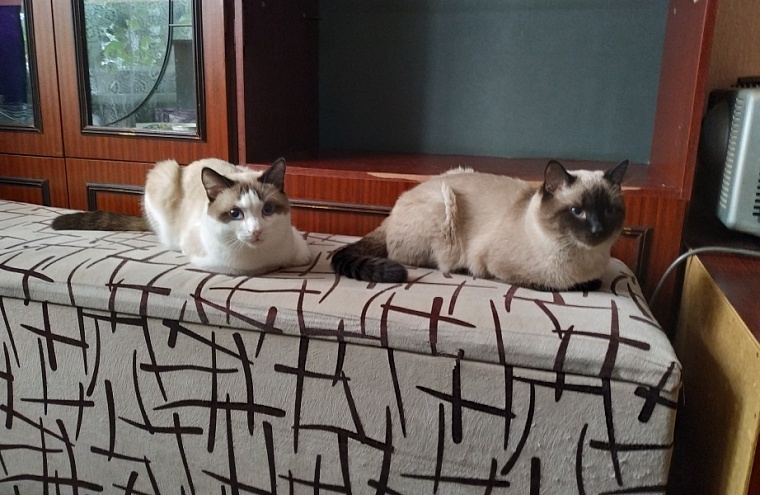 По человеческим меркам - 120 лет! Как живет тюменский кот-долгожитель